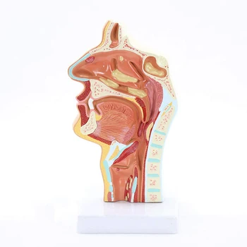 Анатомическая модель носовой полости горла, Анатомическая глотка человека, модель гортани для студентов, демонстрационный показ, обучение